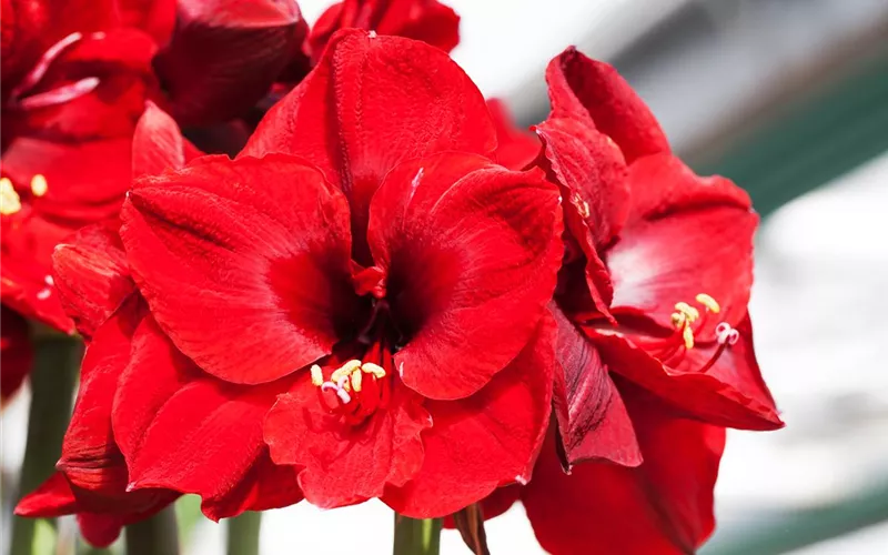 Amaryllis – pflanzen und pflegen im Haus