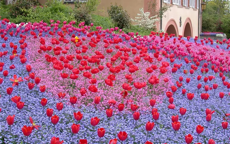 Gartenjahr voller Blüten – Blumenzwiebeln für jede Jahreszeit