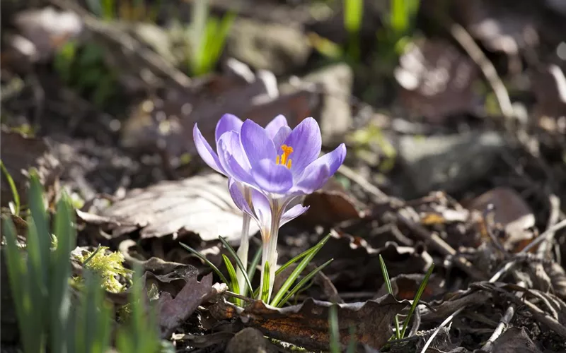 Gartenjahr voller Blüten – Blumenzwiebeln für jede Jahreszeit