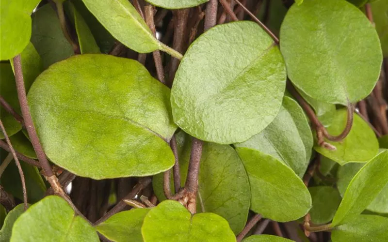 Mühlenbeckia - eine Zierde für drinnen und draußen