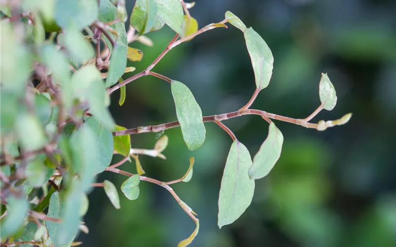 Mühlenbeckia - eine Zierde für drinnen und draußen