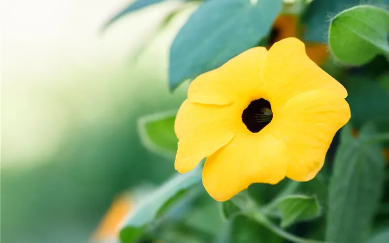 Mit einjährigen Pflanzen den Garten bunter machen