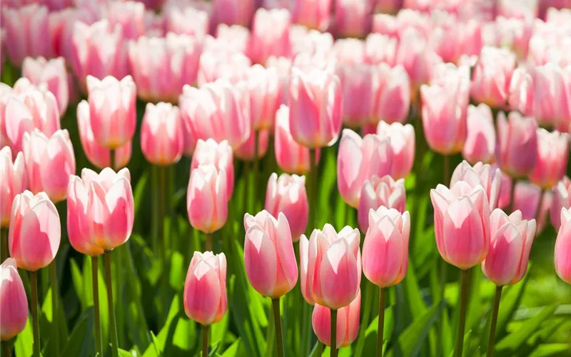 Tulpen im Garten – der bunte Wahnsinn 