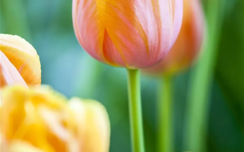 Tulpen im Garten – der bunte Wahnsinn 