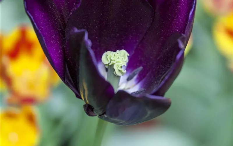 Tulpen pflanzen: Farbe für den Frühling