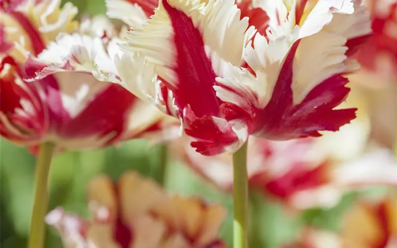 Tulpen pflanzen: Farbe für den Frühling