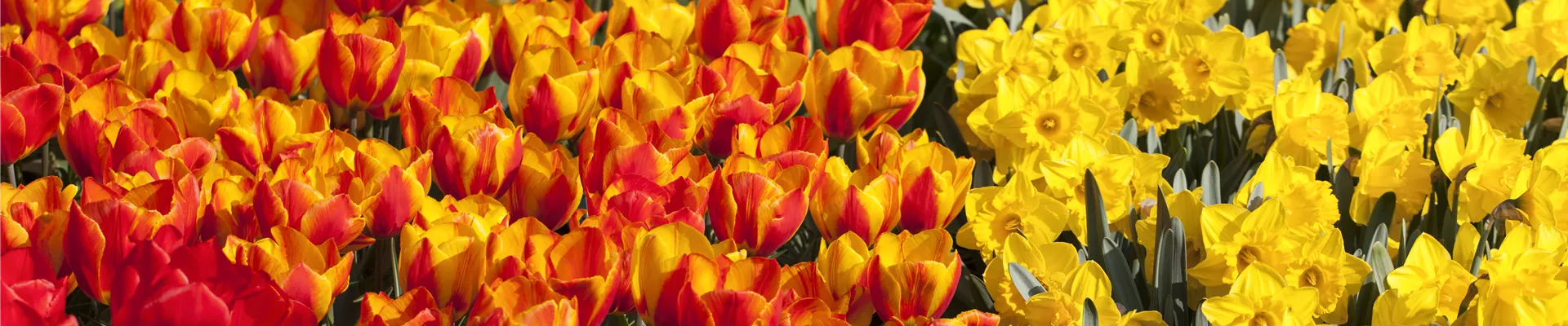 Tulipa