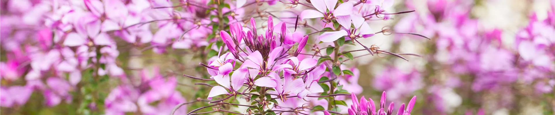 Cleome 'Señorita Rosalita'(s)