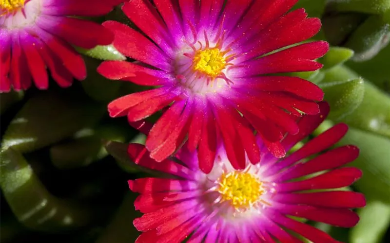 Winterharte Eisblumen (Delosperma congesta) für den Steingarten