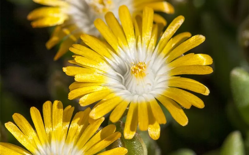 Winterharte Eisblumen (Delosperma congesta) für den Steingarten