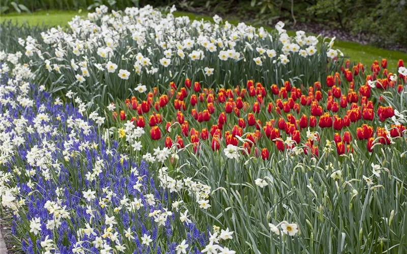 Winterschutz für Blumenzwiebeln: Lagern und überwintern