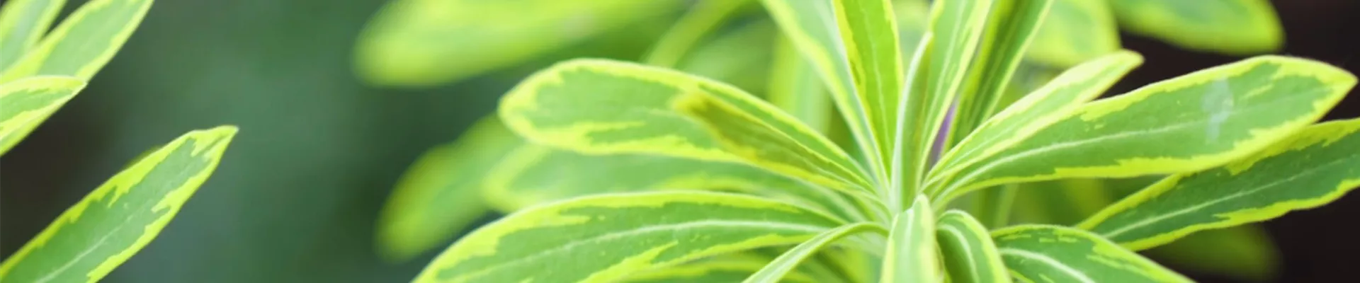 Regenbogen-Wolfspilz - Einpflanzen im Garten (thumbnail)