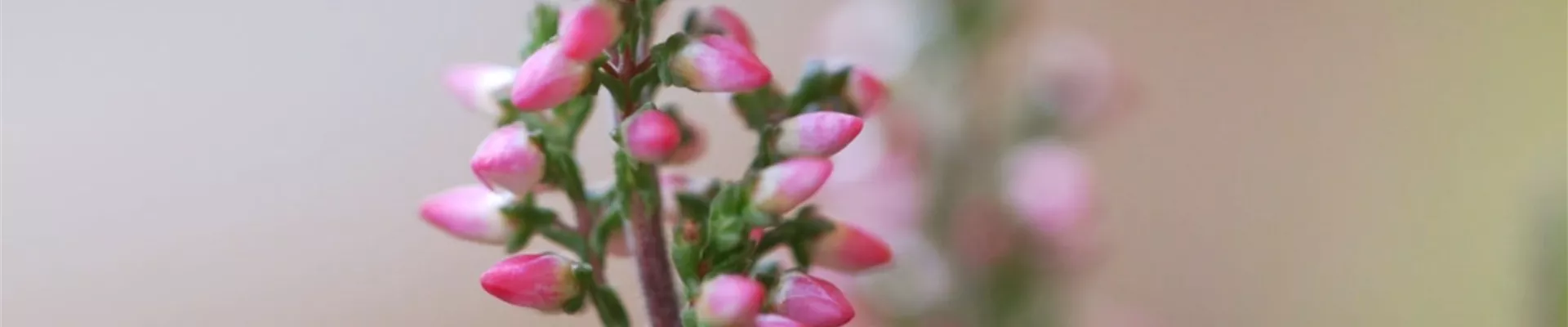 Winterharte Knospenheide - Eipflanzen im Garten (Thumbnail)