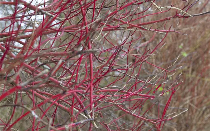 Herbstliche Dekoration im Kürbis