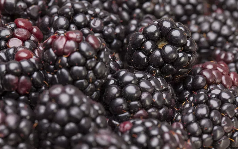 Brombeeren – wilde Leckereien mit langer Tradition