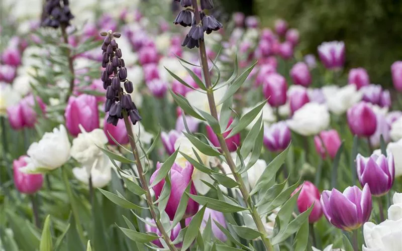 Stauden und Blumenzwiebeln kombinieren