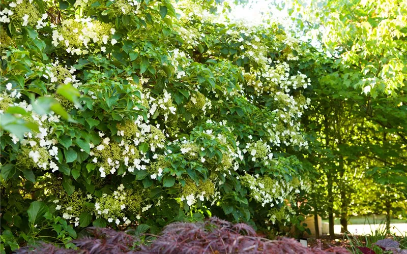 Kletterpflanzen – die grünen Bergsteiger im Garten