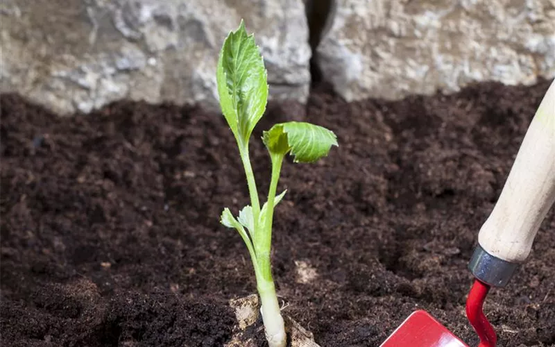 Keine Angst im Dunkeln – Blumenzwiebeln überwintern