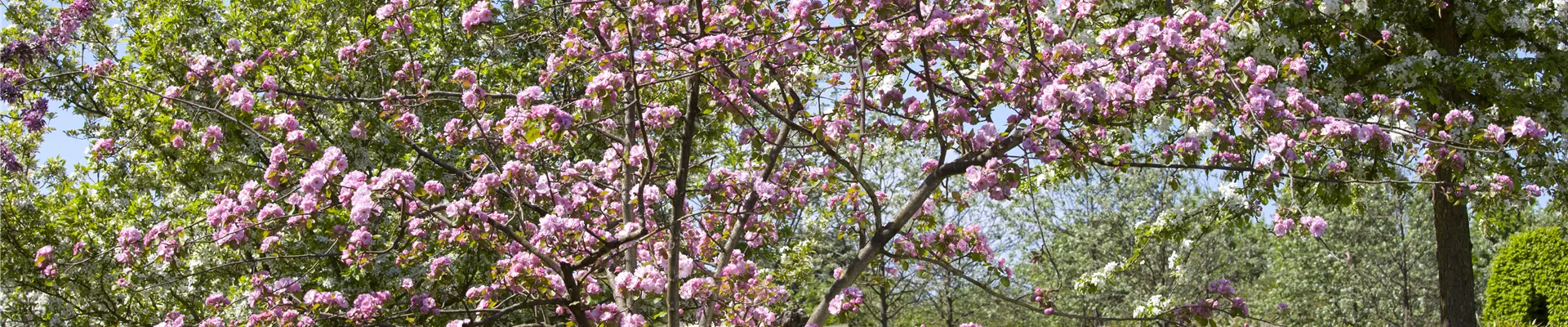 Malus 'Brandy Magic'