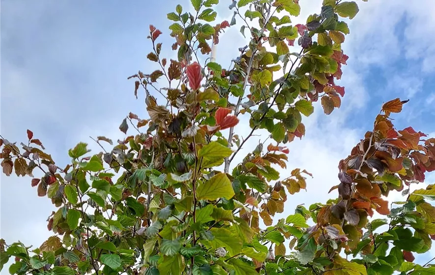 Parrotia persica.jpg