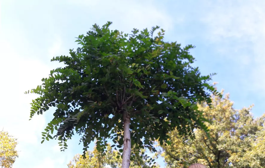 robinia pseudo. umbraculifera.jpg