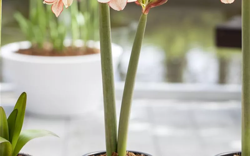 Blumenzwiebeln im Haus – Frühling im Wohnzimmer